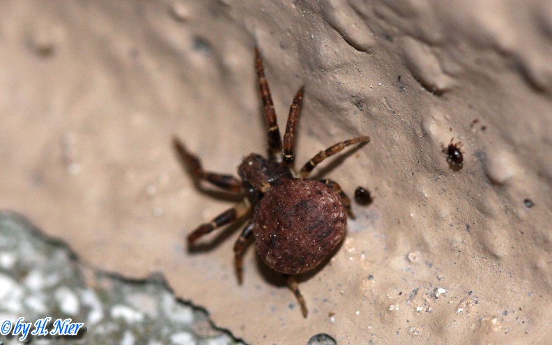 Ozyptila praticola -  1. Fund