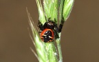 Klasse Arachnida (Cuvier, 1812)