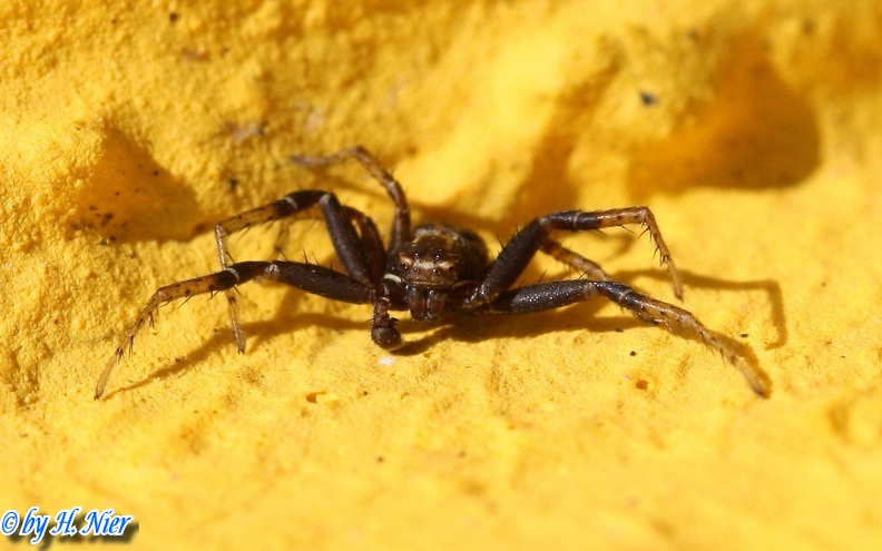 Xysticus kochi -  1. Fund (Männchen)