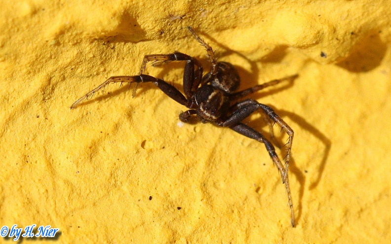 Xysticus kochi -  1. Fund (Männchen)