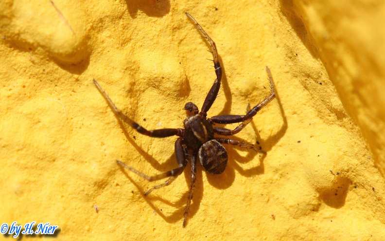 Xysticus kochi -  1. Fund (Männchen)