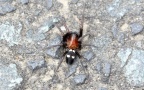 Familie Titanoecidae (Lehtinen, 1967)