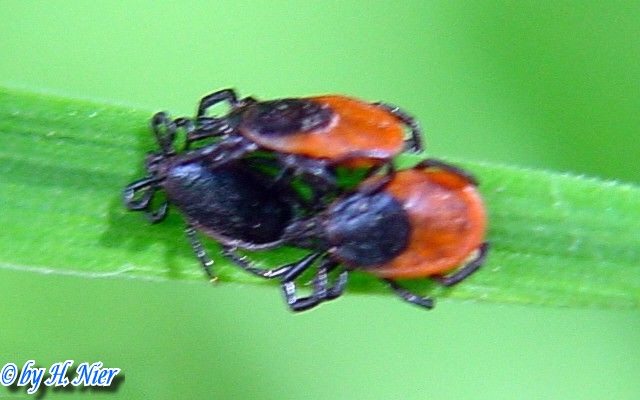 <a href='picture.php?/10692/category/3674'>Ixodes ricinus - 1. Fund</a> Ixodes ricinus - 1. Fund