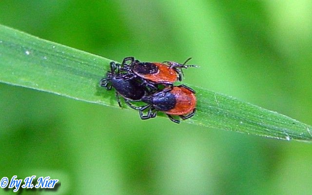 <a href='picture.php?/10693/category/3674'>Ixodes ricinus - 1. Fund</a> Ixodes ricinus - 1. Fund
