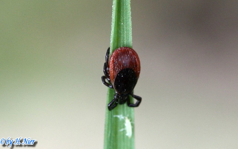 <a href='picture.php?/10695/category/3674'>Ixodes ricinus - 2. Fund</a> Ixodes ricinus - 2. Fund