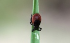 Ixodes ricinus - 2. Fund - Gefunden in Deutschland (Hessen)Auf der „Fürfurter Straße“ südlich von Fürfurt. Ixodes ricinus - 2. Fund