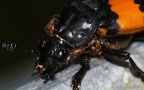 Gattung Poecilochirus (Canestrini, 1882)