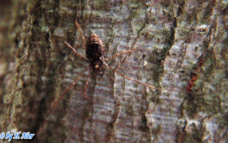 Platybunus spec. -  1. Fund