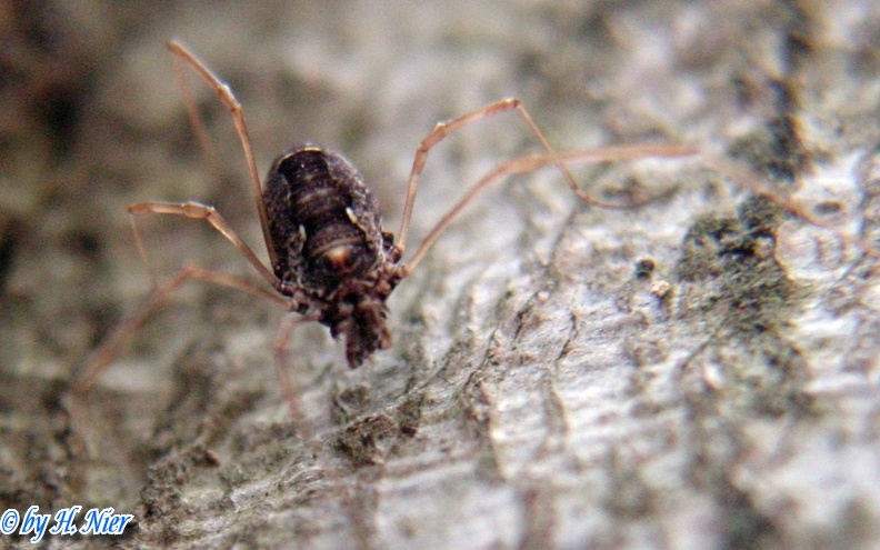 Platybunus spec. -  1. Fund