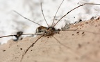 Ordnung Opiliones (Sundevall, 1833)