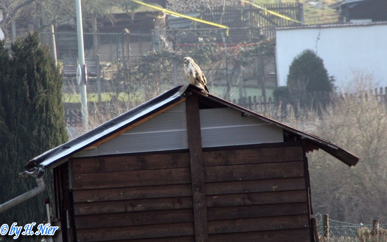 Buteo buteo -  6. Fund