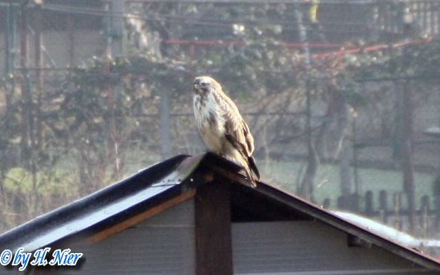 Buteo buteo -  6. Fund