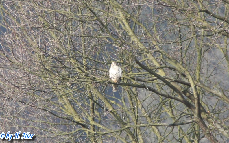 Buteo buteo -  7. Fund