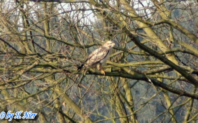 Buteo buteo -  7. Fund