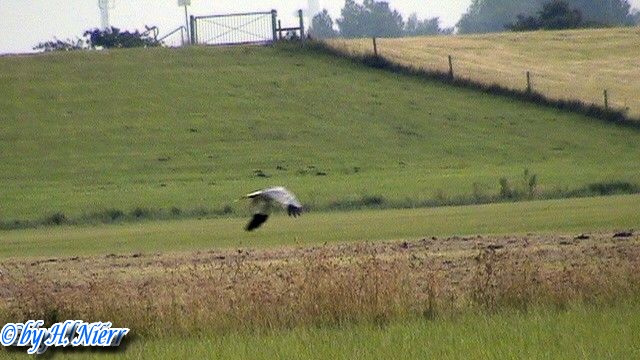 Circus cyaneus -  1. Fund (Männchen)