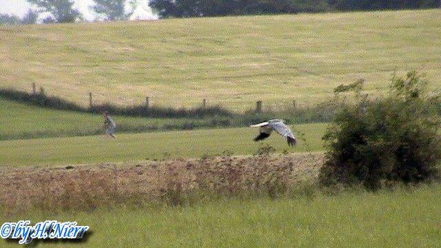 Circus cyaneus -  1. Fund (Männchen)