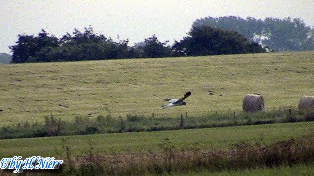 Circus cyaneus -  1. Fund (Männchen)