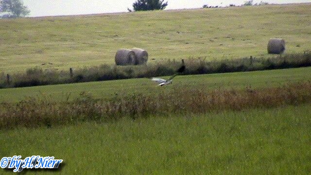 Circus cyaneus -  1. Fund (Männchen)