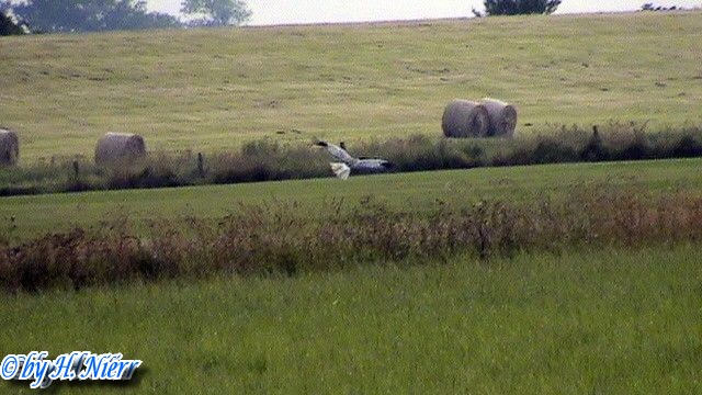 Circus cyaneus -  1. Fund (Männchen)