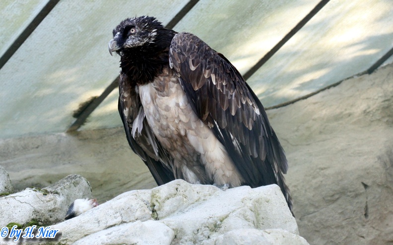 Gypaetus barbatus -  2. Fund