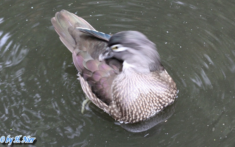 Aix sponsa -  1. Fund (Weibchen)