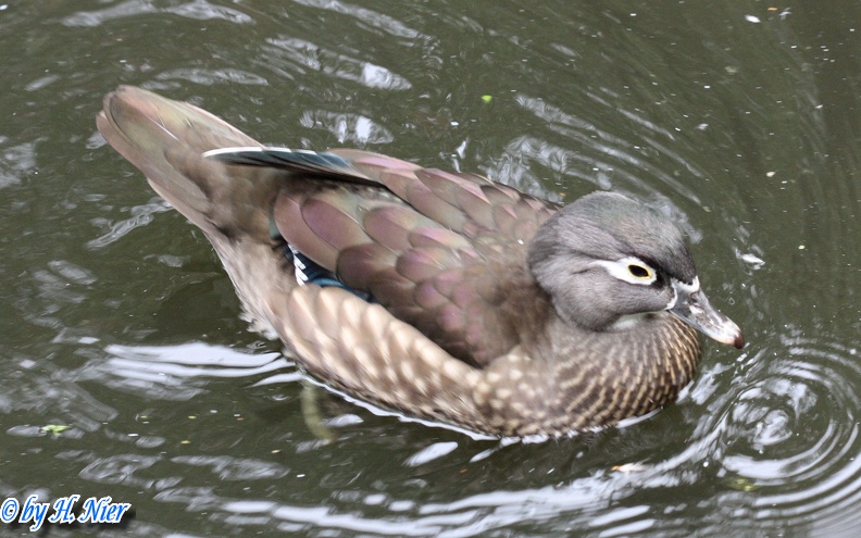 Aix sponsa -  1. Fund (Weibchen)