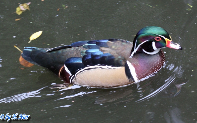 Aix sponsa -  2. Fund (Männchen)