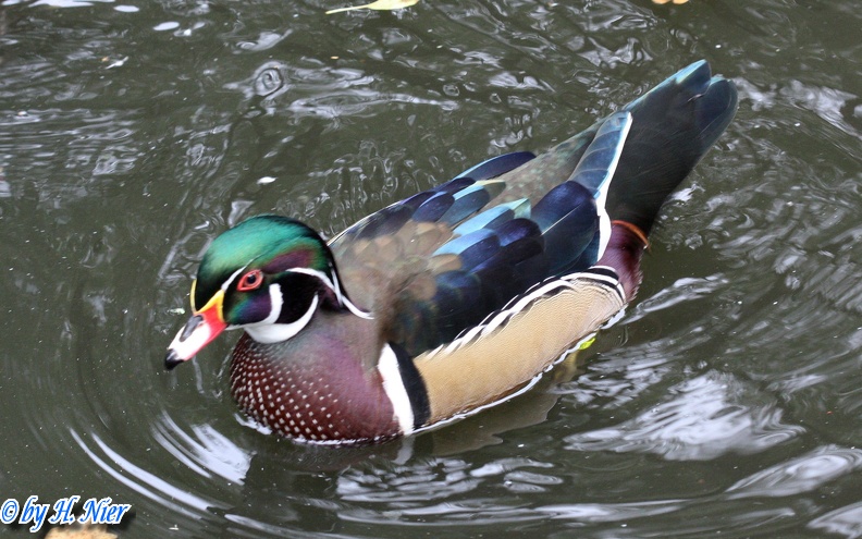 Aix sponsa -  2. Fund (Männchen)