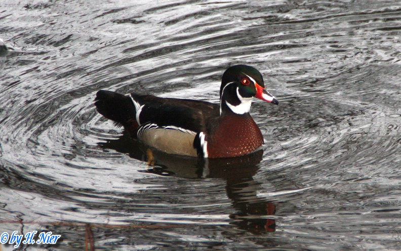 Aix sponsa -  3. Fund (Männchen)