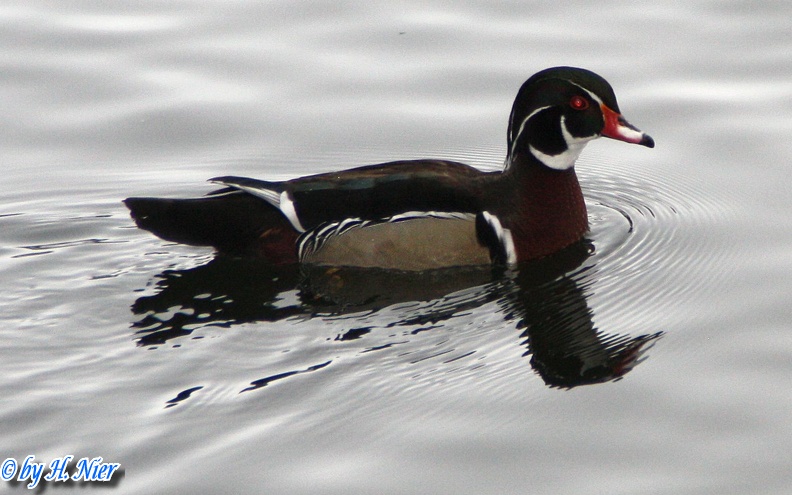 Aix sponsa -  3. Fund (Männchen)