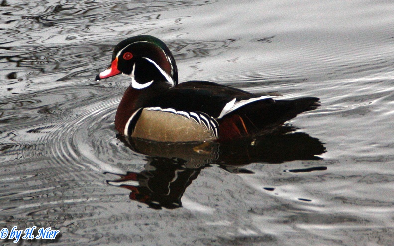 Aix sponsa -  3. Fund (Männchen)