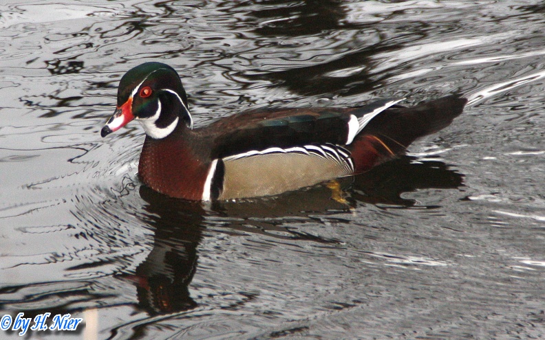 Aix sponsa -  3. Fund (Männchen)