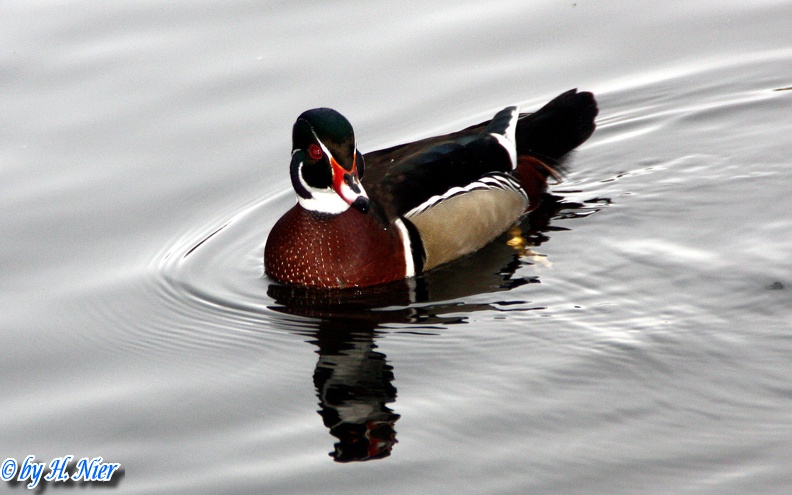 Aix sponsa -  3. Fund (Männchen)