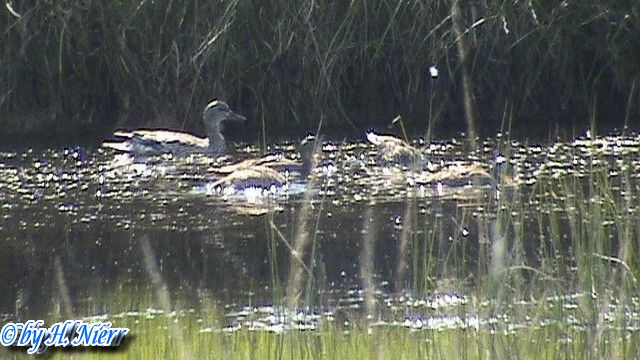 Anas acuta -  1. Fund (Weibchen & Jungvögel)