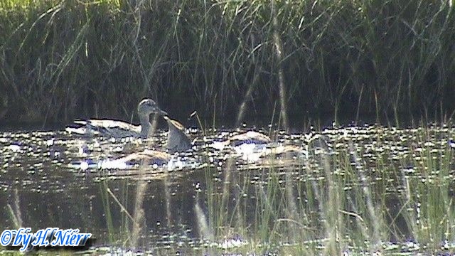 Anas acuta -  1. Fund (Weibchen & Jungvögel)