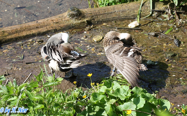 Anas acuta -  2. Fund