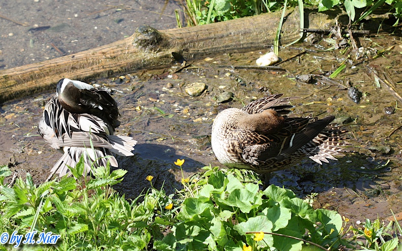 Anas acuta -  2. Fund