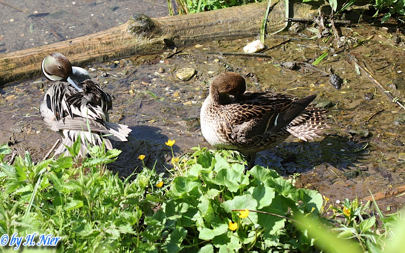 Anas acuta -  2. Fund