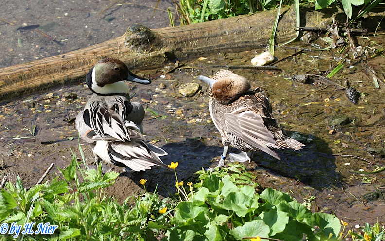 Anas acuta -  2. Fund