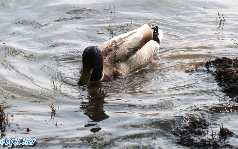 <a href='picture.php?/905/category/428'>Anas platyrhynchos - 10. Fund (Männchen)</a> Anas platyrhynchos - 10. Fund (Männchen)