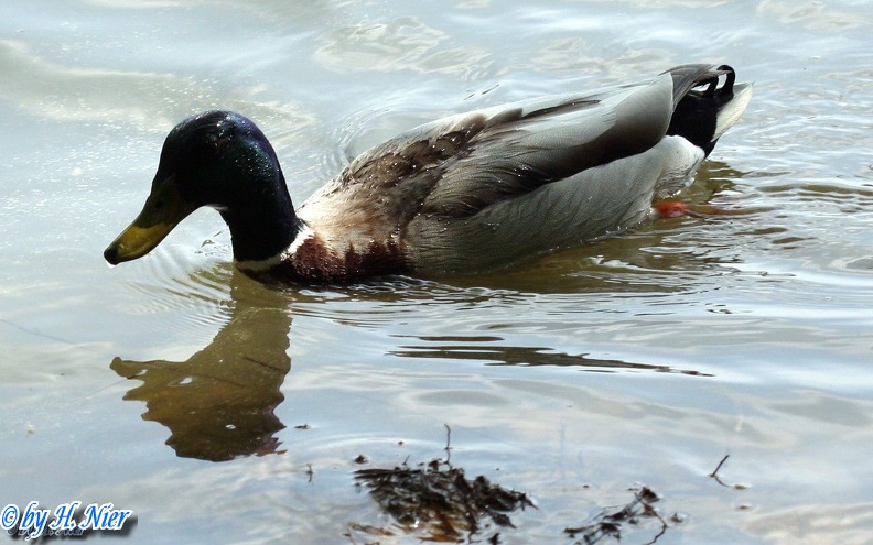 <a href='picture.php?/906/category/428'>Anas platyrhynchos - 10. Fund (Männchen)</a> Anas platyrhynchos - 10. Fund (Männchen)