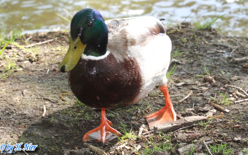 <a href='picture.php?/907/category/428'>Anas platyrhynchos - 10. Fund (Männchen)</a> Anas platyrhynchos - 10. Fund (Männchen)