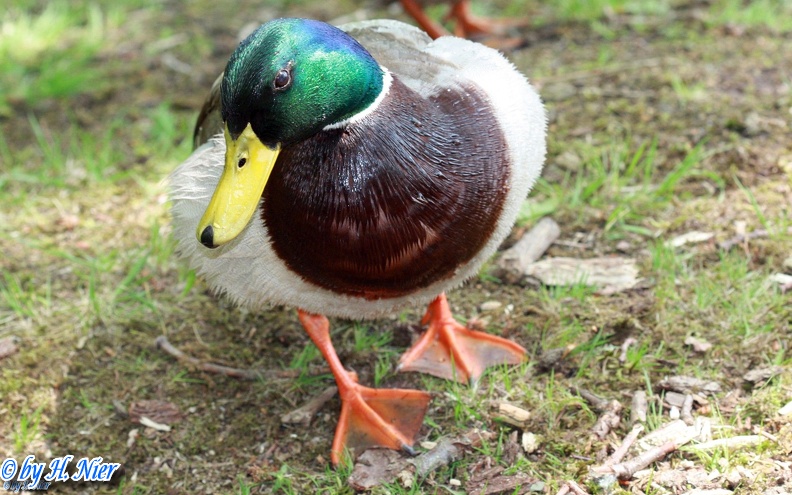 <a href='picture.php?/908/category/428'>Anas platyrhynchos - 10. Fund (Männchen)</a> Anas platyrhynchos - 10. Fund (Männchen)