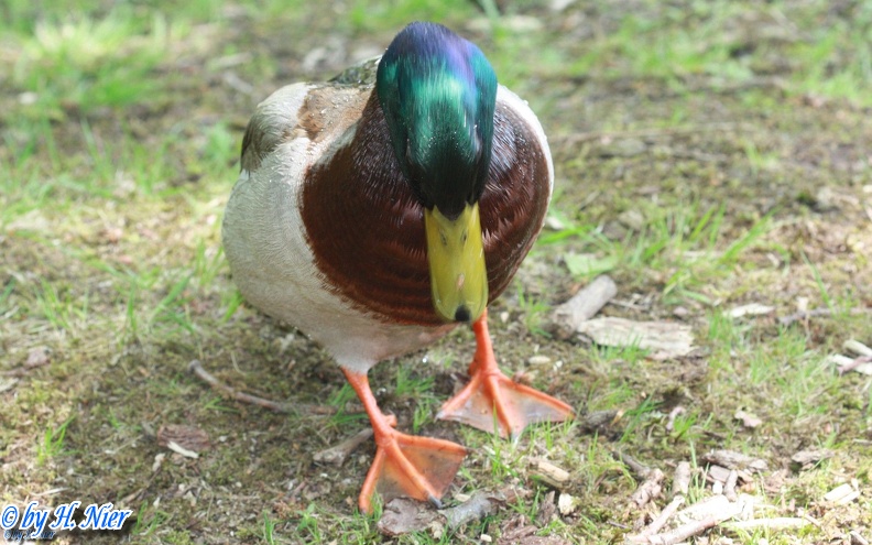 <a href='picture.php?/909/category/428'>Anas platyrhynchos - 10. Fund (Männchen)</a> Anas platyrhynchos - 10. Fund (Männchen)