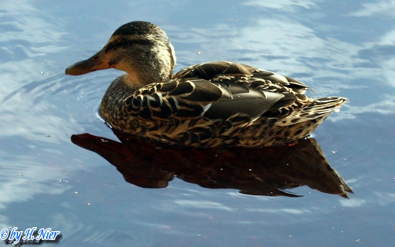 <a href='picture.php?/911/category/428'>Anas platyrhynchos - 11. Fund (Weibchen)</a> Anas platyrhynchos - 11. Fund (Weibchen)