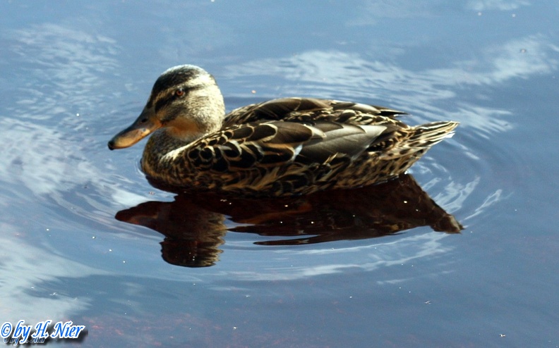 <a href='picture.php?/912/category/428'>Anas platyrhynchos - 11. Fund (Weibchen)</a> Anas platyrhynchos - 11. Fund (Weibchen)