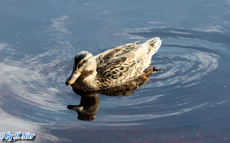 <a href='picture.php?/913/category/428'>Anas platyrhynchos - 11. Fund (Weibchen)</a> Anas platyrhynchos - 11. Fund (Weibchen)