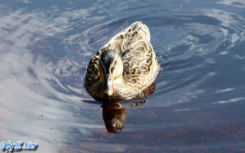 <a href='picture.php?/914/category/428'>Anas platyrhynchos - 11. Fund (Weibchen)</a> Anas platyrhynchos - 11. Fund (Weibchen)