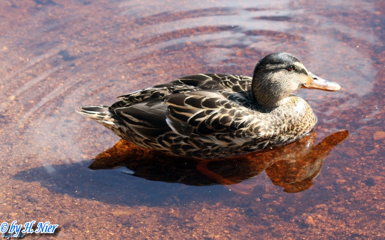 <a href='picture.php?/915/category/428'>Anas platyrhynchos - 11. Fund (Weibchen)</a> Anas platyrhynchos - 11. Fund (Weibchen)