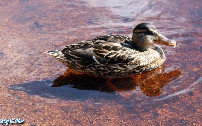 <a href='picture.php?/916/category/428'>Anas platyrhynchos - 11. Fund (Weibchen)</a> Anas platyrhynchos - 11. Fund (Weibchen)